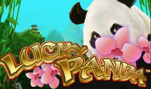 lucky panda